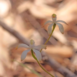 Caladenia ustulata at Bango, NSW - suppressed