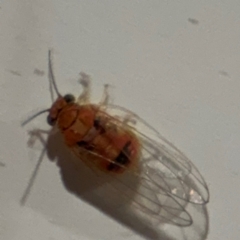 Psyllidae sp. (family) (Unidentified psyllid or lerp insect) at Surf Beach, NSW - 6 Sep 2024 by Hejor1