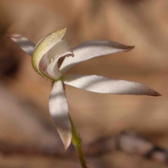 Caladenia ustulata (Brown Caps) at Bango, NSW - 6 Sep 2024 by ConBoekel