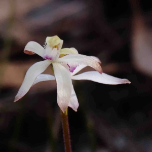 Caladenia ustulata at Bango, NSW - suppressed