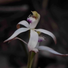 Caladenia ustulata at Bango, NSW - suppressed