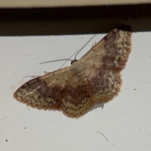 Idaea (genus) at Surf Beach, NSW - 6 Sep 2024