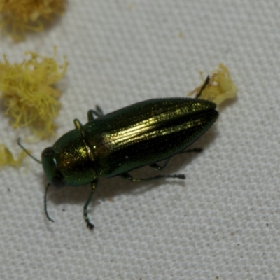 Melobasis obscurella (Obscurella jewel beetle) at Higgins, ACT - 5 Sep 2024 by AlisonMilton