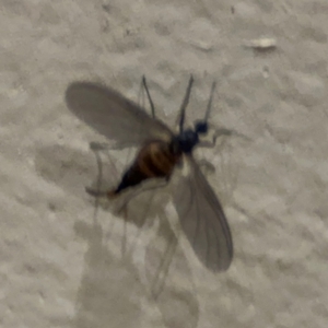 Cecidomyiidae (family) at Surf Beach, NSW - 6 Sep 2024 09:33 PM