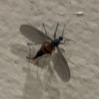 Sciaridae sp. (family) at Surf Beach, NSW - 6 Sep 2024 by Hejor1