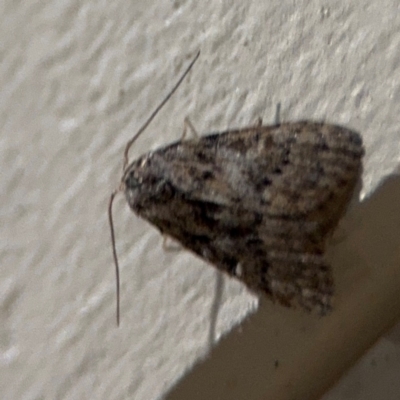 Nola pothina (Pothina Tuft-moth) at Surf Beach, NSW - 6 Sep 2024 by Hejor1