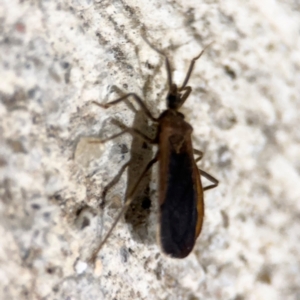 Opistoplatys australasiae at Surf Beach, NSW - 6 Sep 2024 09:26 PM