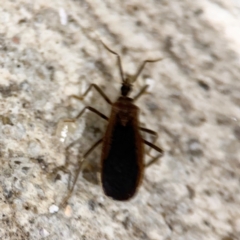 Opistoplatys australasiae at Surf Beach, NSW - 6 Sep 2024 09:26 PM