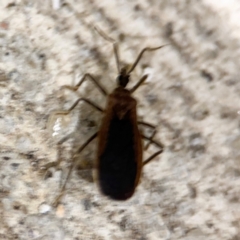 Opistoplatys australasiae at Surf Beach, NSW - 6 Sep 2024 09:26 PM