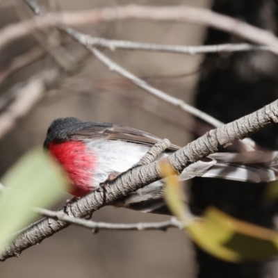 Petroica rosea (Rose Robin) at Fyshwick, ACT - 4 Sep 2024 by AlisonMilton