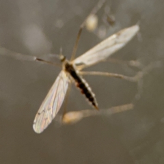 Tipulidae or Limoniidae (family) at Surf Beach, NSW - 6 Sep 2024 09:24 PM