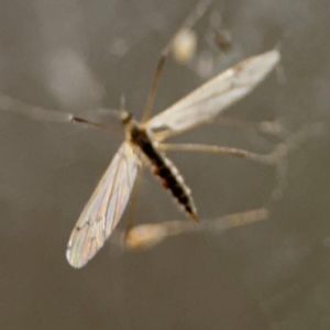 Tipulidae or Limoniidae (family) at Surf Beach, NSW - 6 Sep 2024 09:24 PM