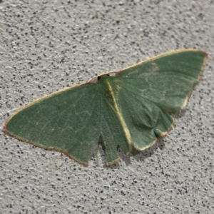 Chlorocoma (genus) at Surf Beach, NSW - 6 Sep 2024