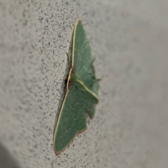 Chlorocoma (genus) at Surf Beach, NSW - 6 Sep 2024