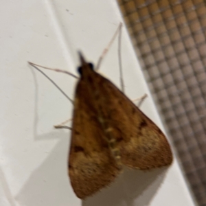 Uresiphita ornithopteralis at Surf Beach, NSW - 6 Sep 2024