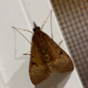 Uresiphita ornithopteralis at Surf Beach, NSW - 6 Sep 2024 09:18 PM