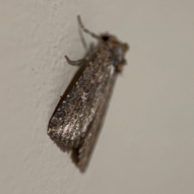 Noctuidae (family) at Surf Beach, NSW - 6 Sep 2024 by Hejor1