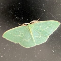 Chlorocoma (genus) at Surf Beach, NSW - 6 Sep 2024 by Hejor1