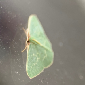 Chlorocoma melocrossa at Surf Beach, NSW - 6 Sep 2024 09:03 PM