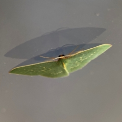 Chlorocoma melocrossa at Surf Beach, NSW - 6 Sep 2024 09:03 PM