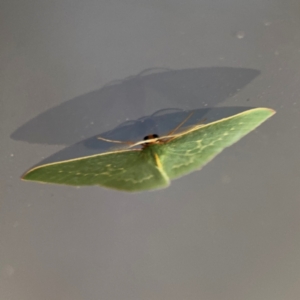 Chlorocoma melocrossa at Surf Beach, NSW - 6 Sep 2024 09:03 PM