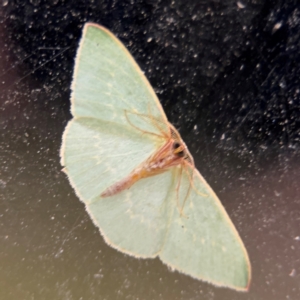 Chlorocoma melocrossa at Surf Beach, NSW - 6 Sep 2024 09:03 PM