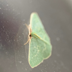 Chlorocoma melocrossa at Surf Beach, NSW - 6 Sep 2024 09:03 PM