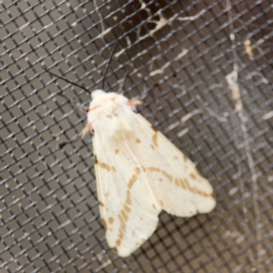 Ardices canescens at Surf Beach, NSW - 6 Sep 2024