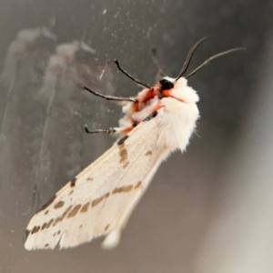 Ardices canescens at Surf Beach, NSW - 6 Sep 2024