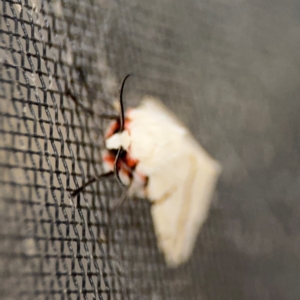 Ardices canescens at Surf Beach, NSW - 6 Sep 2024 09:03 PM