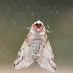 Ardices canescens at Surf Beach, NSW - 6 Sep 2024 09:03 PM