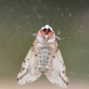 Ardices canescens at Surf Beach, NSW - 6 Sep 2024 09:03 PM