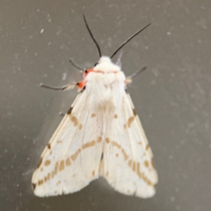 Ardices canescens at Surf Beach, NSW - 6 Sep 2024 09:03 PM