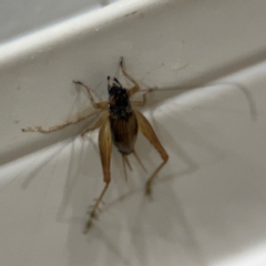 Trigonidium sp. (genus) at Surf Beach, NSW - 6 Sep 2024 08:55 PM