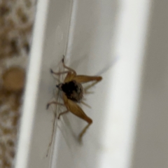 Trigonidium sp. (genus) at Surf Beach, NSW - 6 Sep 2024 08:55 PM