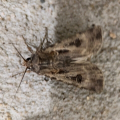 Agrotis (genus) at Surf Beach, NSW - 6 Sep 2024 by Hejor1