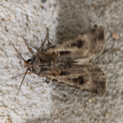Agrotis munda (Brown Cutworm) at Surf Beach, NSW - 6 Sep 2024 by Hejor1