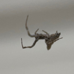 Philoponella congregabilis at Surf Beach, NSW - 6 Sep 2024 08:40 PM