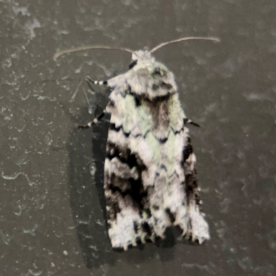 Prometopus inassueta (Green-tinged Moth) at Surf Beach, NSW - 6 Sep 2024 by Hejor1