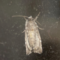 Prometopus inassueta at Surf Beach, NSW - 6 Sep 2024