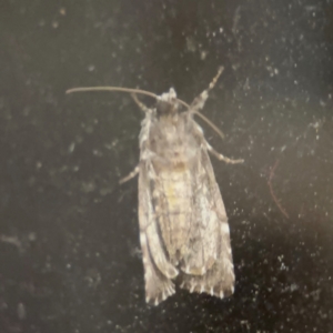 Prometopus inassueta at Surf Beach, NSW - 6 Sep 2024 09:22 PM