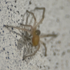 Cheiracanthium sp. (genus) (Unidentified Slender Sac Spider) at Surf Beach, NSW - 6 Sep 2024 by Hejor1