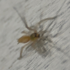 Cheiracanthium sp. (genus) at Surf Beach, NSW - 6 Sep 2024 08:37 PM