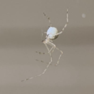 Cryptachaea gigantipes (White porch spider) at Surf Beach, NSW - 6 Sep 2024 by Hejor1