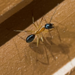 Camponotus nigriceps (Black-headed sugar ant) at Surf Beach, NSW - 6 Sep 2024 by Hejor1