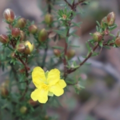 Hibbertia calycina (Lesser Guinea-flower) at Aranda, ACT - 6 Sep 2024 by Clarel