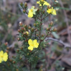 Hibbertia calycina at Aranda, ACT - 7 Sep 2024