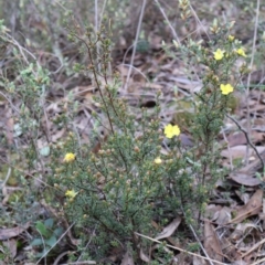 Hibbertia calycina at Aranda, ACT - 7 Sep 2024