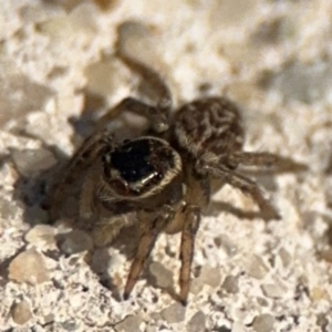 Maratus griseus at Parkes, ACT - 6 Sep 2024