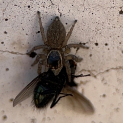 Maratus griseus at Parkes, ACT - 6 Sep 2024